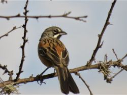 Bridled Sparrow
